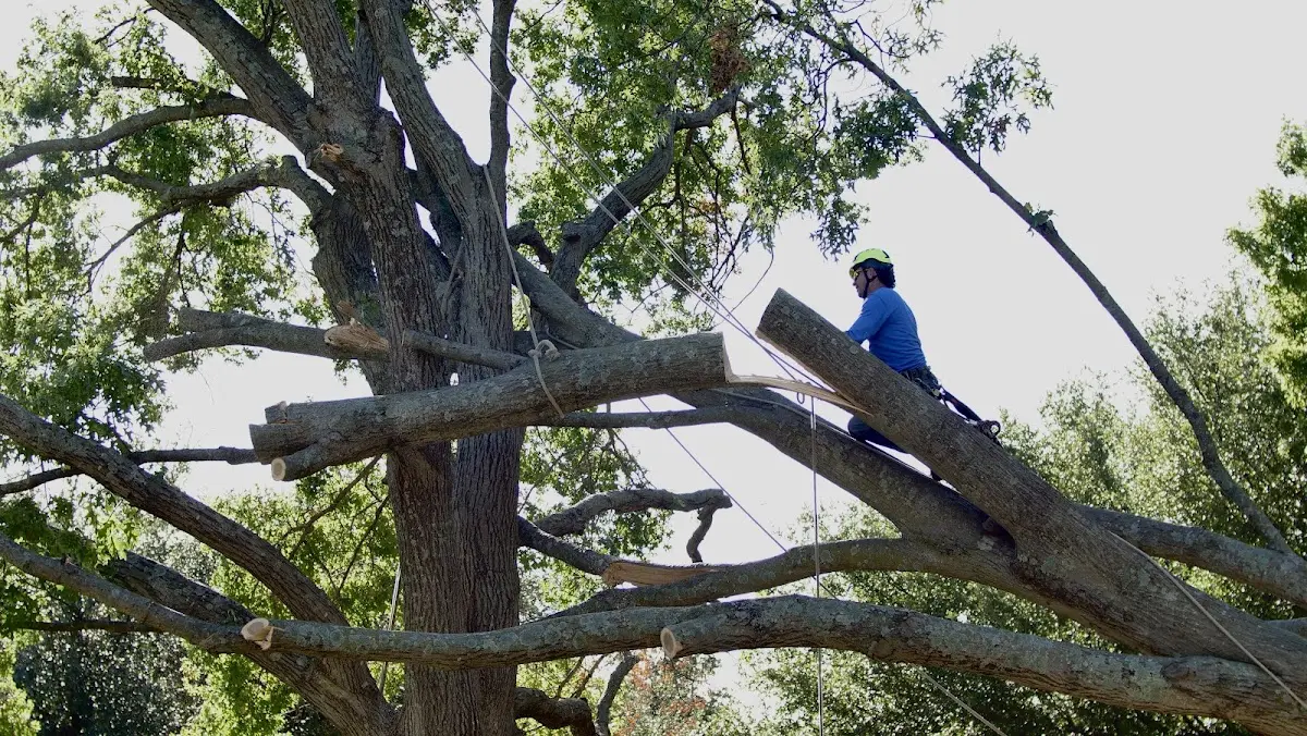 Professional Hazardous Tree Removal performed by certified arborists in Pontiac