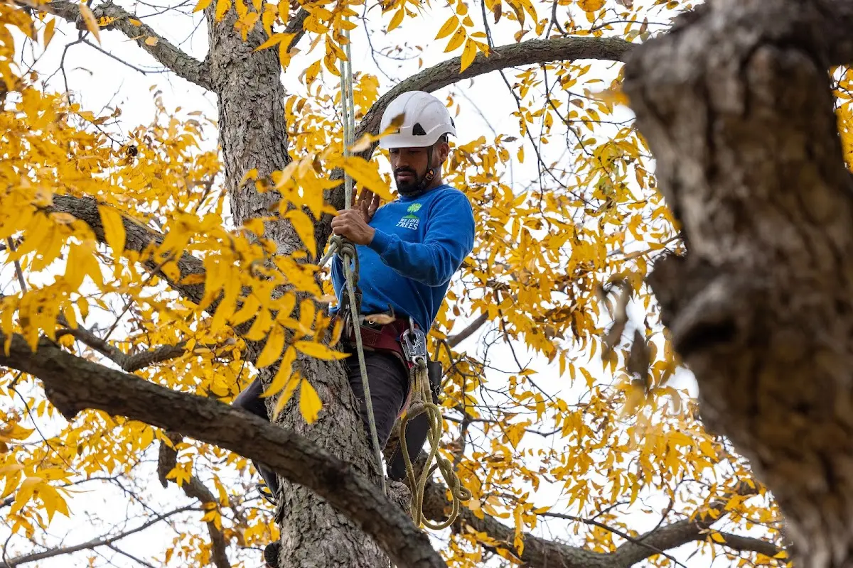 Skilled Dead Tree Removal crew working in Pontiac